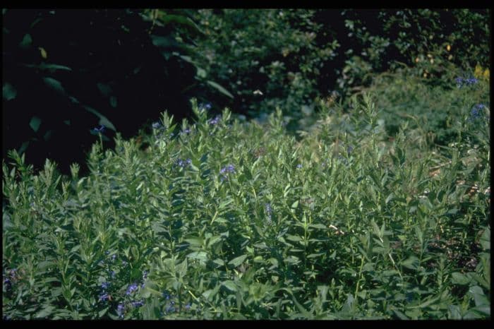 eastern blue star