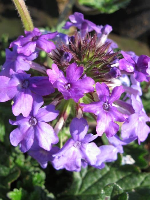 vervain 'Homestead Purple'