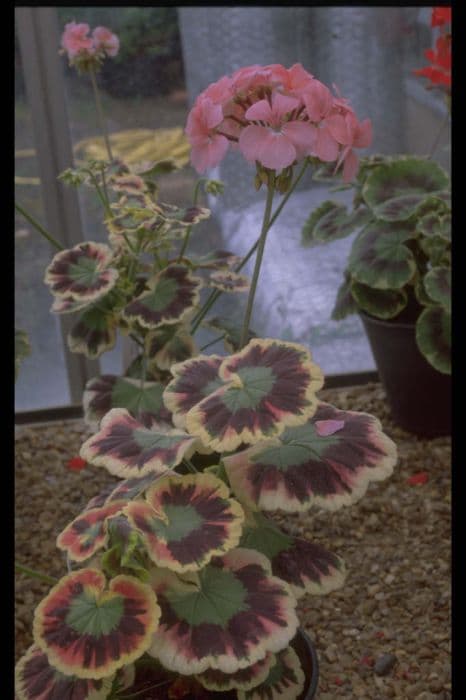 Pelargonium 'Mr Henry Cox'