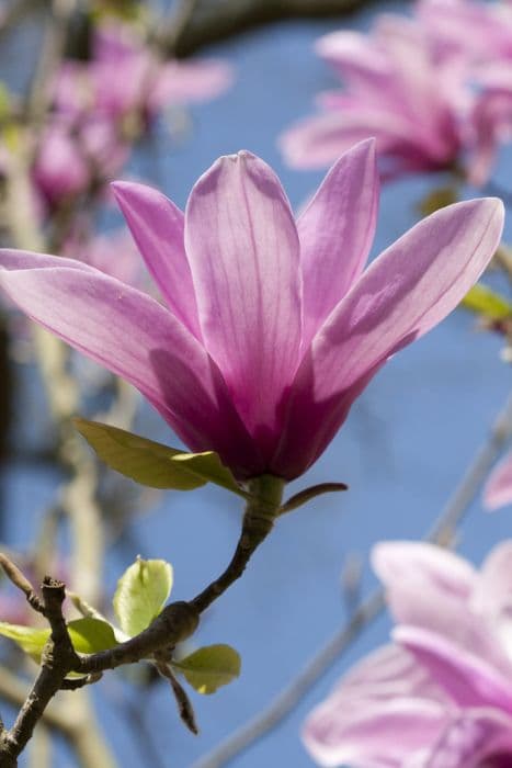 magnolia 'Serene'