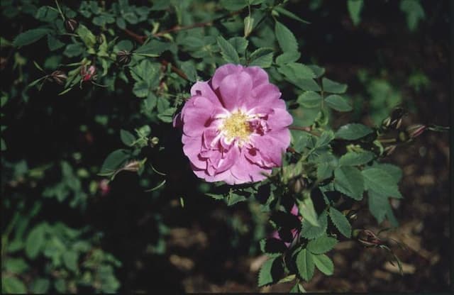 Nootka rose 'Plena'