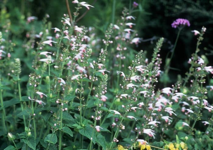 scarlet sage 'Coral Nymph'