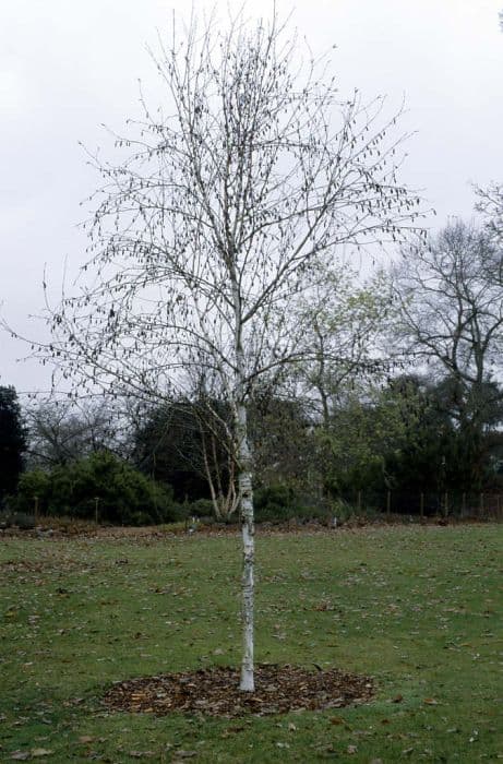 Himalayan birch 'Doorenbos'