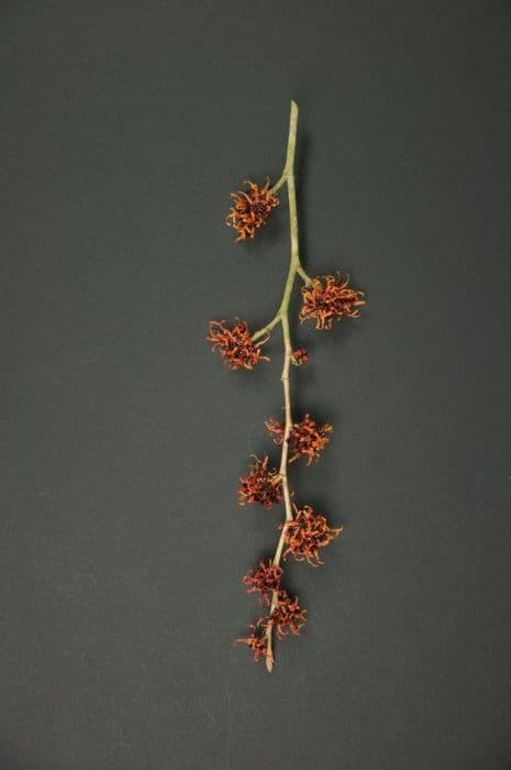witch hazel 'Old Copper'