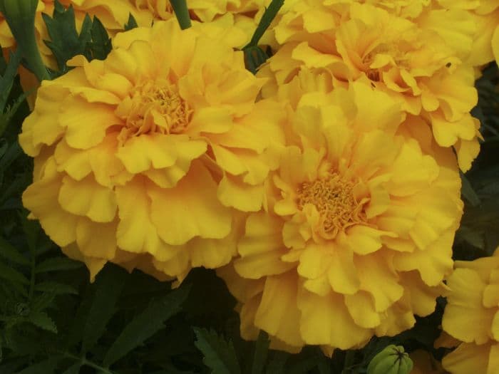 marigold 'Zenith Golden Yellow'