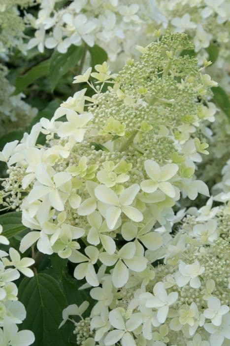 paniculate hydrangea 'Dolly'