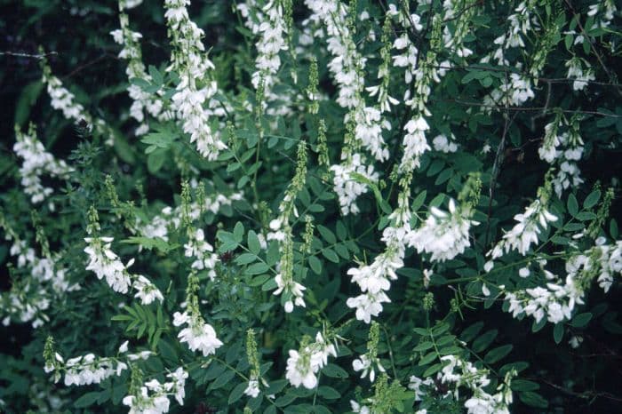 goat's rue 'Alba'