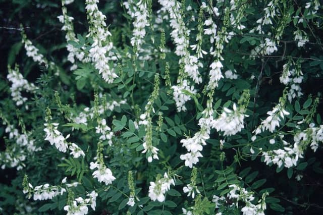 Goat's rue 'Alba'