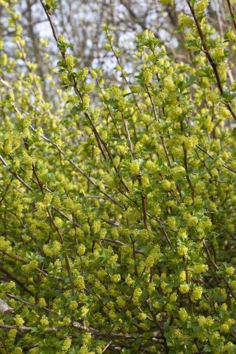 alpine currant