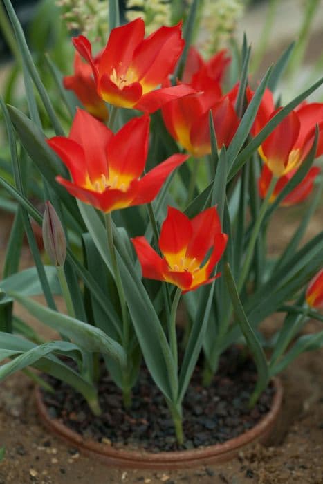 Vvedensky's tulip