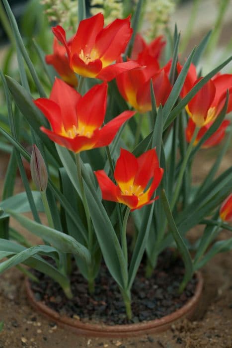 Vvedensky's tulip