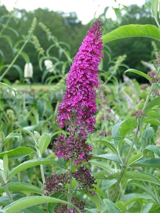 butterfly bush 'Summer Beauty'