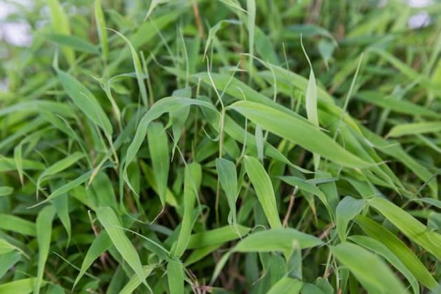 Umbrella bamboo 'Luca'