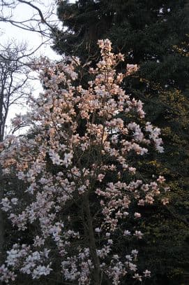 magnolia 'Athene'