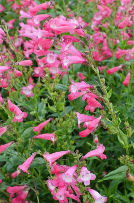 penstemon 'Pensham Amelia Jane'