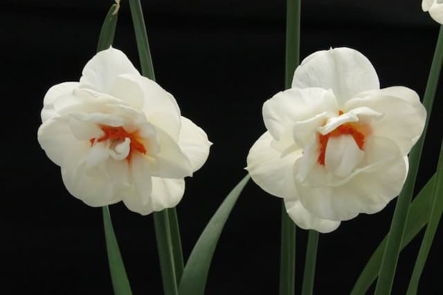 Daffodil 'Replete'