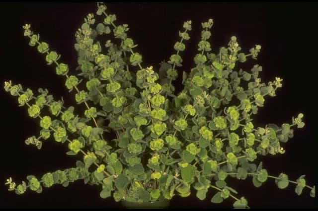 Greek horehound