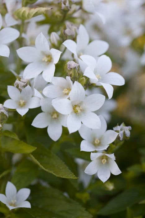 milky bellflower 'White Pouffe'