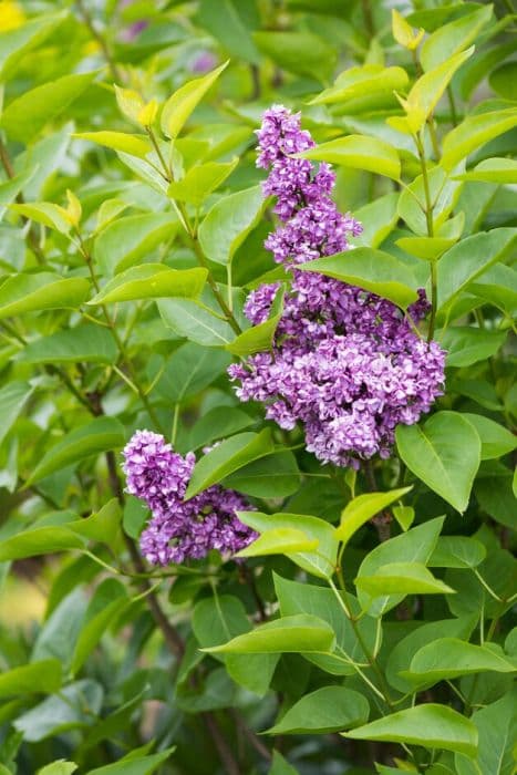 lilac 'Charles Joly'