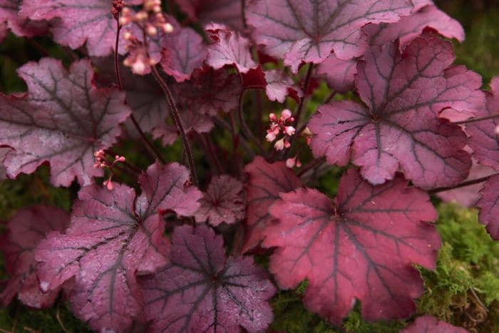 alum root 'Sugar Berry'