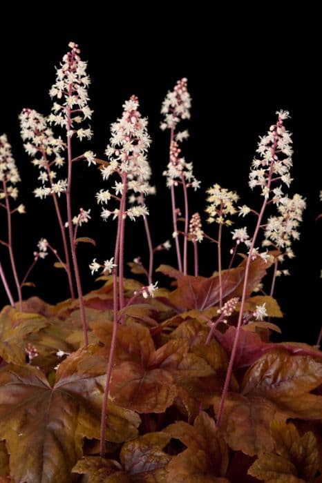 heucherella 'Brass Lantern'