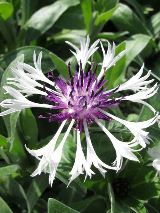 perennial cornflower 'Amethyst in Snow'