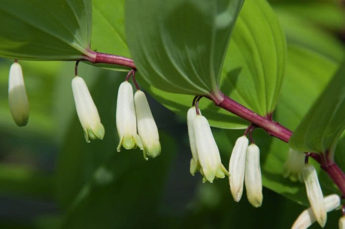 angular Solomon's Seal 'Red Stem'