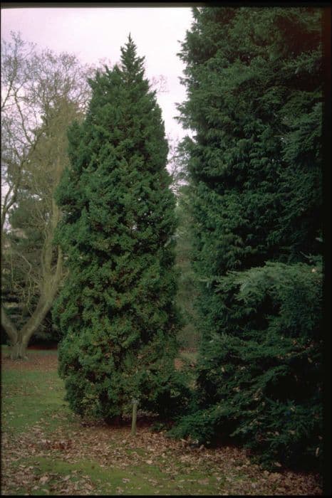 Chinese juniper 'Obelisk'