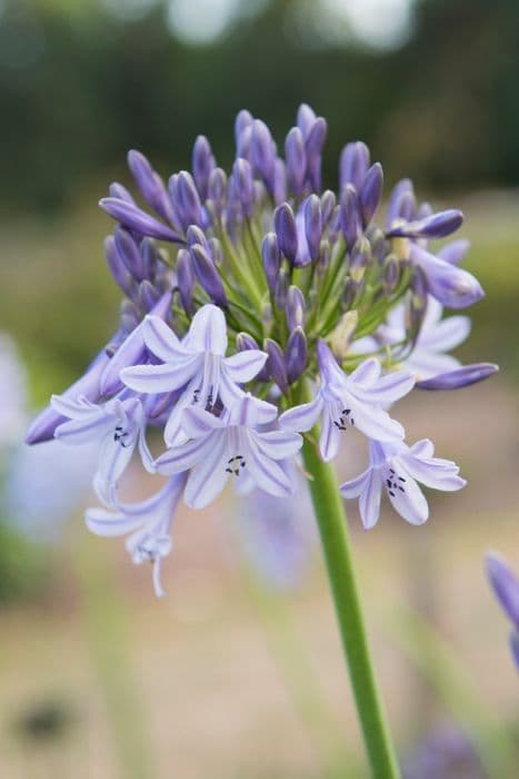 African lily 'Maureen'