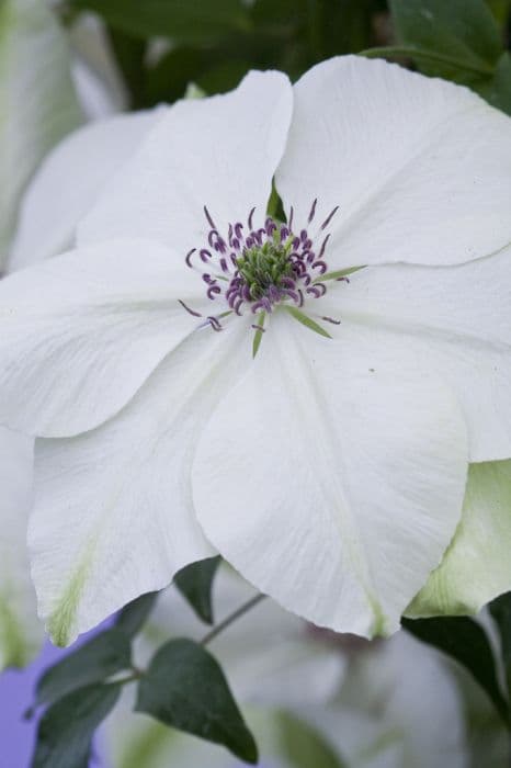 clematis [Pistachio]