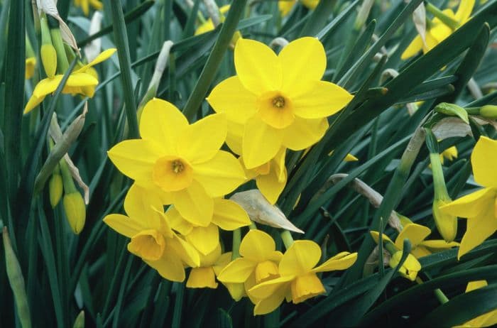 daffodil 'Stratosphere'