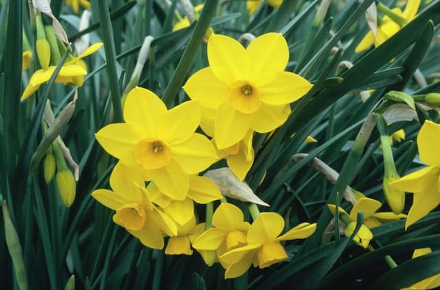 Daffodil 'Stratosphere'