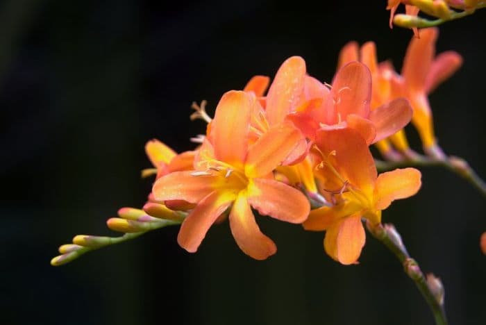 montbretia 'Highlight'