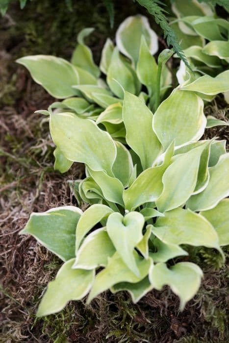 plantain lily 'Lakeside Scamp'