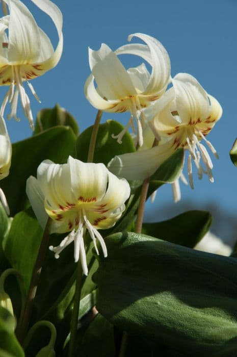 fawn lily 'Wildside Seedling'