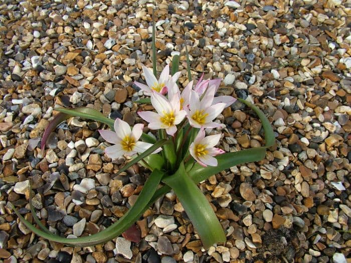 Cretan tulip