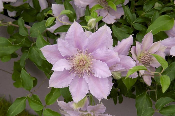 clematis [Chelsea]