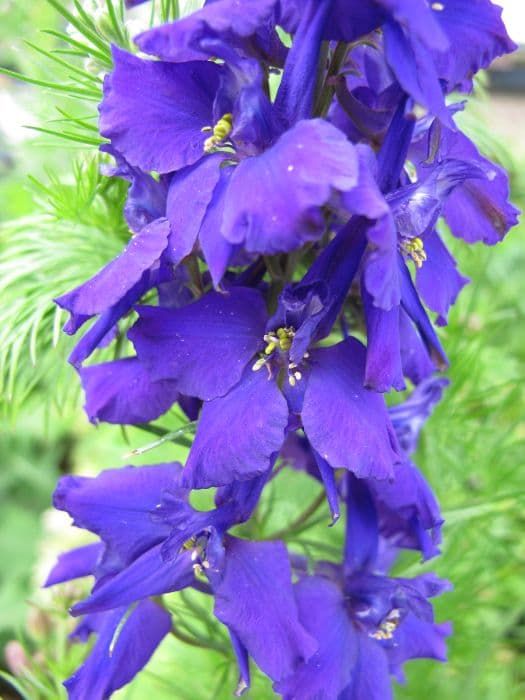 giant larkspur