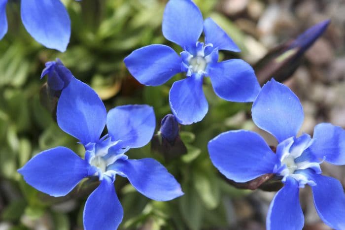 spring gentian