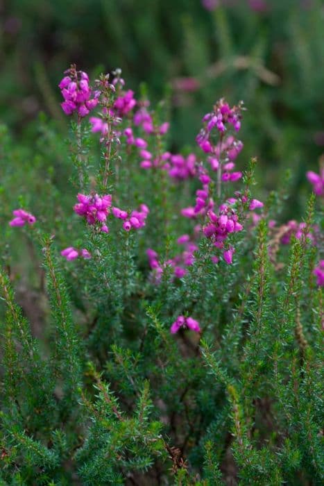 Bell heather 'Rosy Chimes'