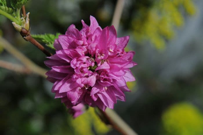 salmonberry 'Olympic Double'