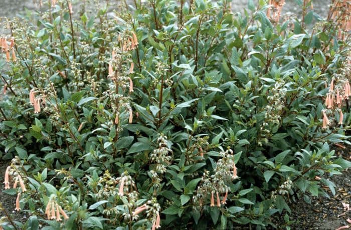 Cape figwort 'Trewidden Pink'