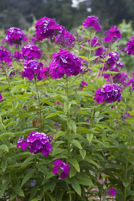 perennial phlox 'Düsterlohe'