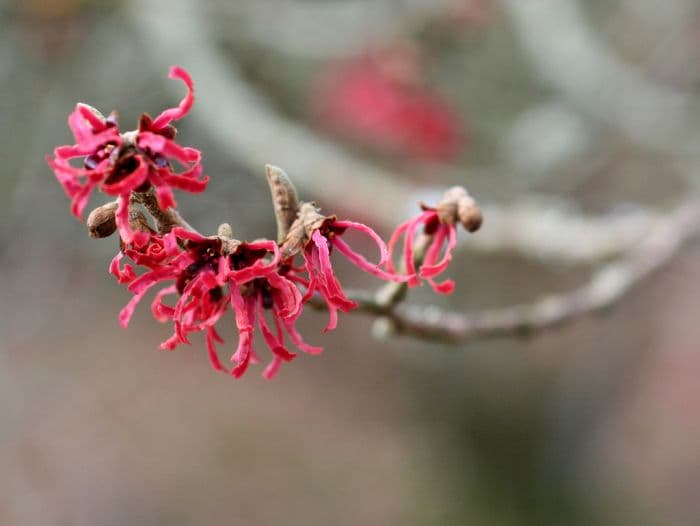 witch hazel 'Ruby Glow'