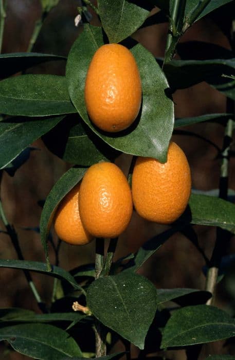 kumquat