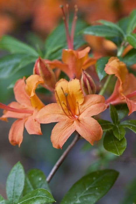 rhododendron 'Coccineum Speciosum'