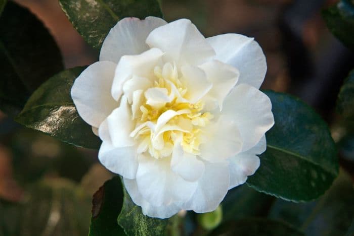 camellia 'Gay Sue'