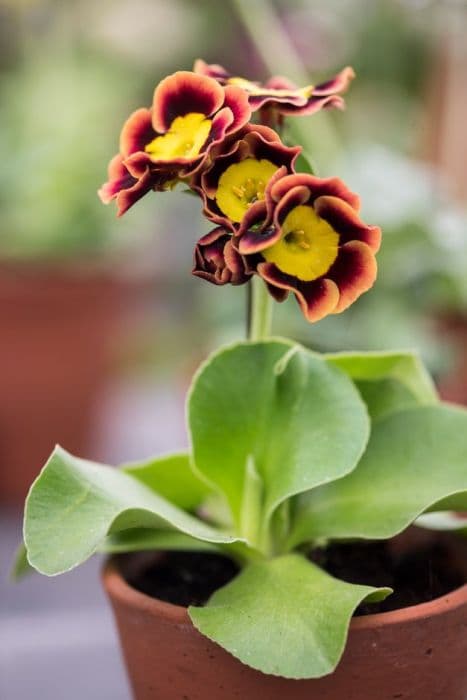 auricula 'Piers Telford'