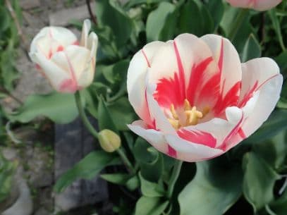 tulip 'Sorbet'