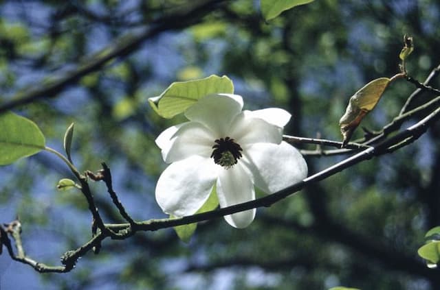 Highdown magnolia